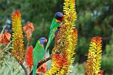 Rainbow Lorikeet 106